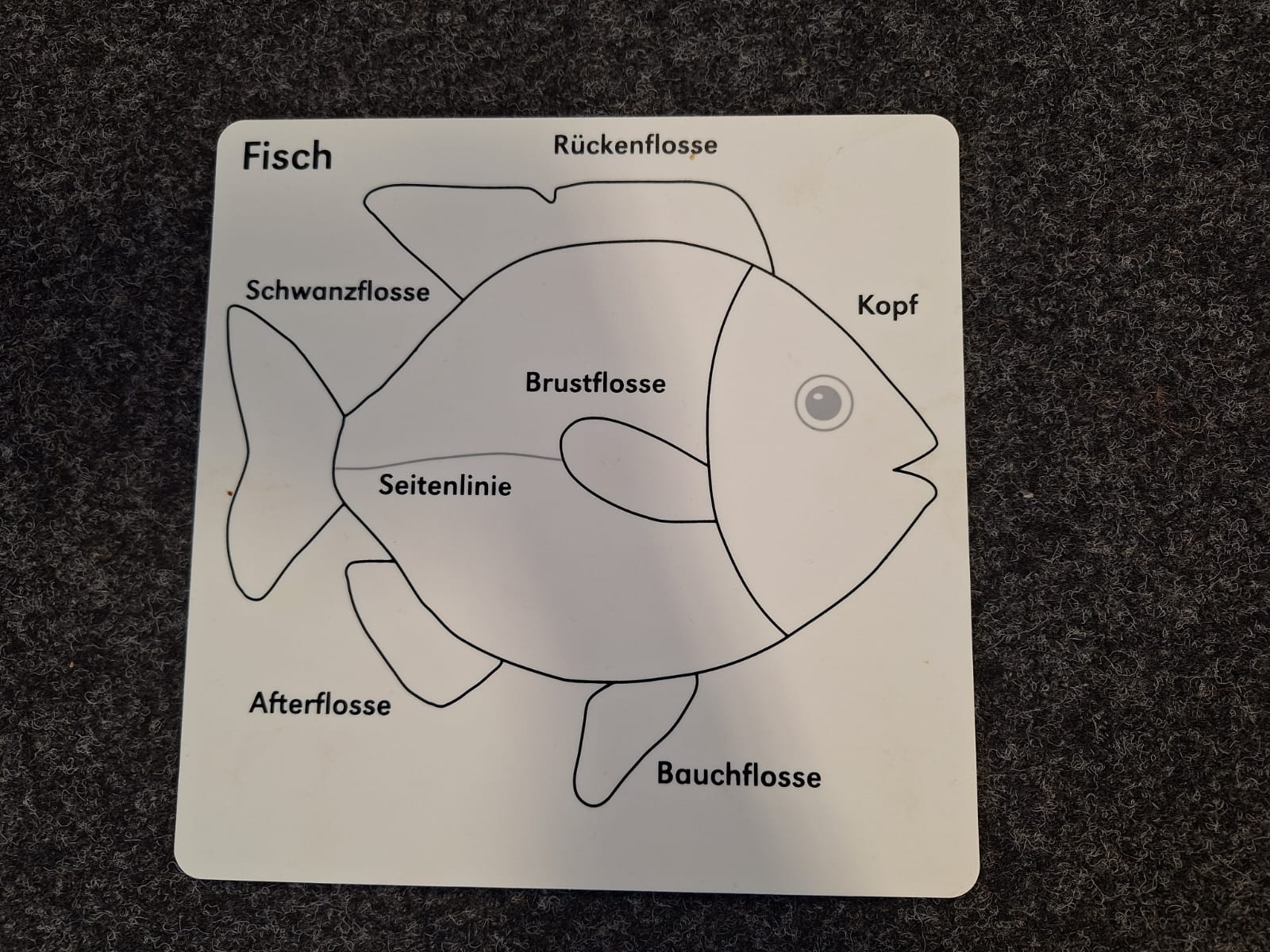 Kosmisches Material Fisch Montessori - Lernmanufaktur Ulm